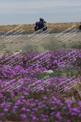 media/Jan-14-2023-SoCal Trackdays (Sat) [[497694156f]]/Turn 14 Exit Bloomig (145pm)/